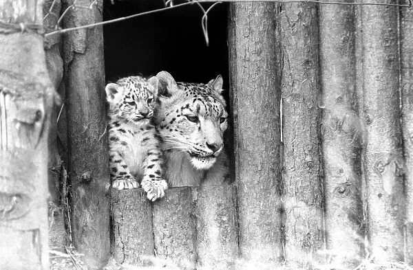 Animals  /  Cute. Howletts Zoo. Leopard Cubs. August 1977 77-04422-012