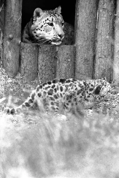 Animals  /  Cute. Howletts Zoo. Leopard Cubs. August 1977 77-04422-003