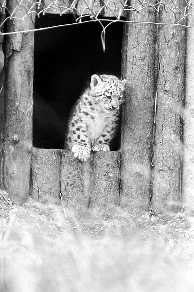 Animals  /  Cute. Howletts Zoo. Leopard Cubs. August 1977 77-04422-011