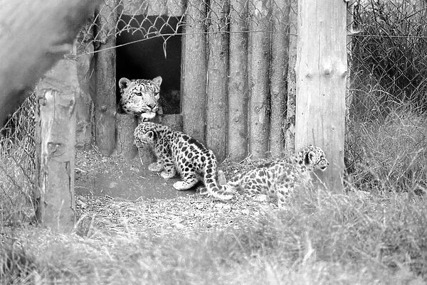 Animals  /  Cute. Howletts Zoo. Leopard Cubs. August 1977 77-04422-014