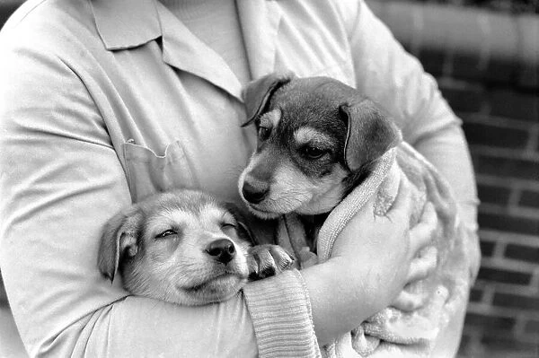 Animals: Cute: Puppies  /  Dogs. Woman and Pups. December 1976 76-07541-011