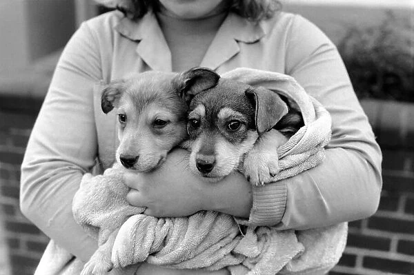 Animals: Cute: Puppies  /  Dogs. Woman and Pups. December 1976 76-07541-008