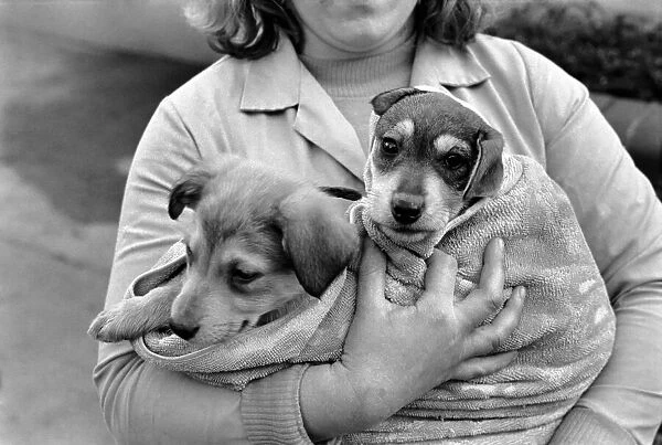 Animals: Cute: Puppies  /  Dogs. Woman and Pups. December 1976 76-07541-001