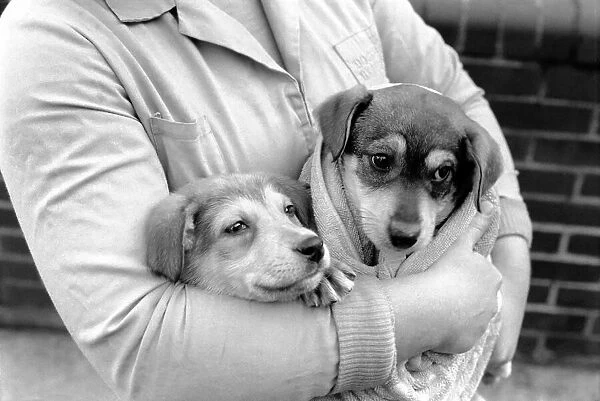 Animals: Cute: Puppies  /  Dogs. Woman and Pups. December 1976 76-07541-010