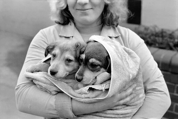 Animals: Cute: Puppies  /  Dogs. Woman and Pups. December 1976 76-07541-003