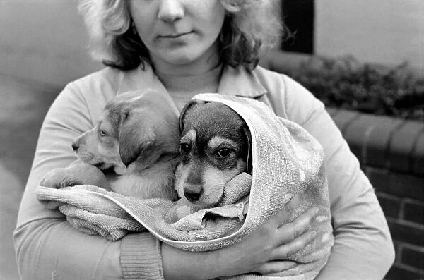 Animals: Cute: Puppies  /  Dogs. Woman and Pups. December 1976 76-07541-004