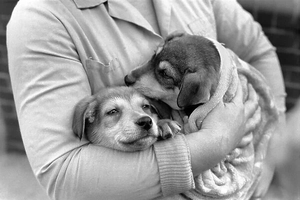 Animals: Cute: Puppies  /  Dogs. Woman and Pups. December 1976 76-07541-012