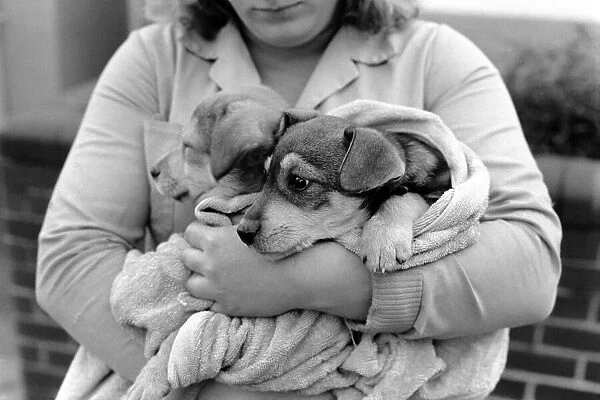 Animals: Cute: Puppies  /  Dogs. Woman and Pups. December 1976 76-07541-006