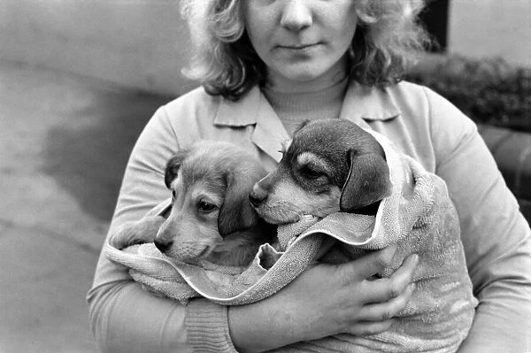 Animals: Cute: Puppies  /  Dogs. Woman and Pups. December 1976 76-07541-002