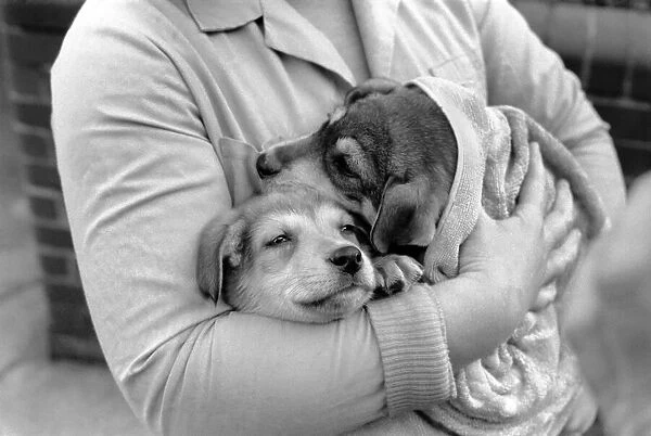 Animals: Cute: Puppies  /  Dogs. Woman and Pups. December 1976 76-07541