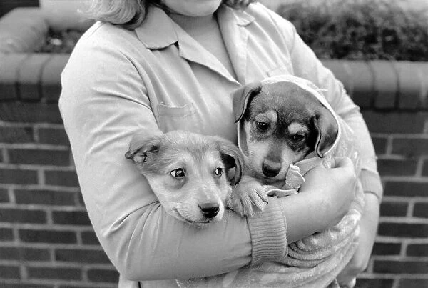 Animals: Cute: Puppies  /  Dogs. Woman and Pups. December 1976 76-07541-009
