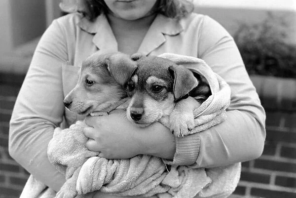 Animals: Cute: Puppies  /  Dogs. Woman and Pups. December 1976 76-07541-007