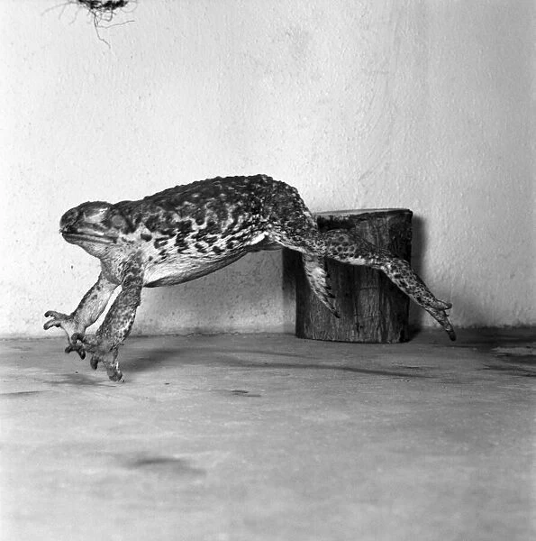 Animals: Cute. Zoo. Tree kangaroo and Toad. December 1975 75-06872-004
