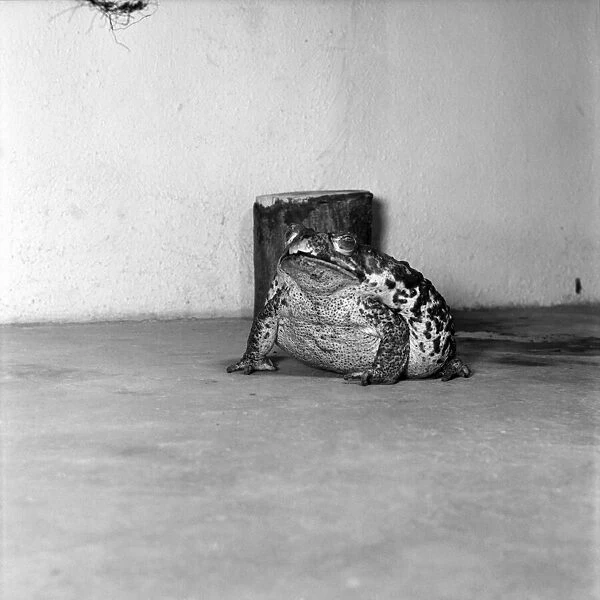 Animals: Cute. Zoo. Tree kangaroo and Toad. December 1975 75-06872-009