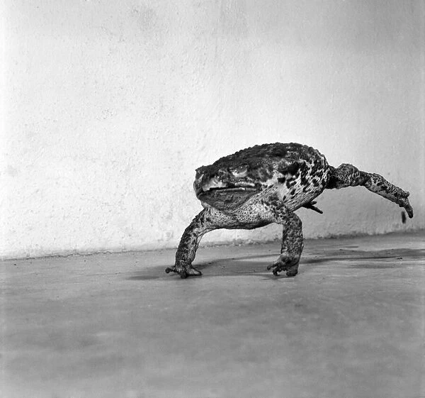 Animals: Cute. Zoo. Tree kangaroo and Toad. December 1975 75-06872-008