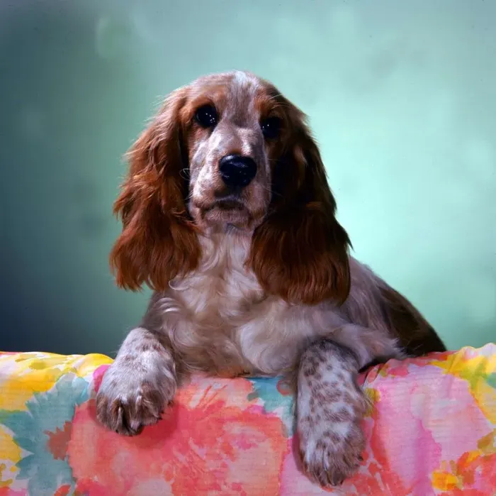 Framed Print : Animals Dog floral print cute animals spaniel Framed Print : Animals Dog floral print cute animals spaniel
