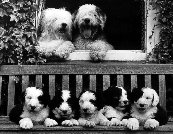 Animals Dog Old English Bobtail Sheepdog September 1963 These happy families