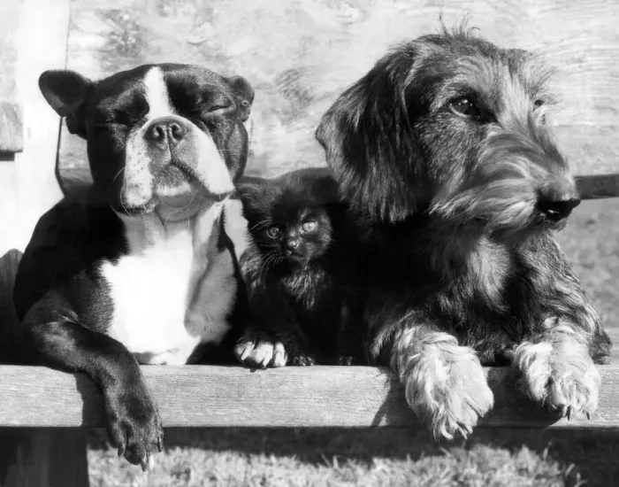 Framed Print : Animals - Dog. Twiggy (now 6 weeks) old and her two doggie friends
