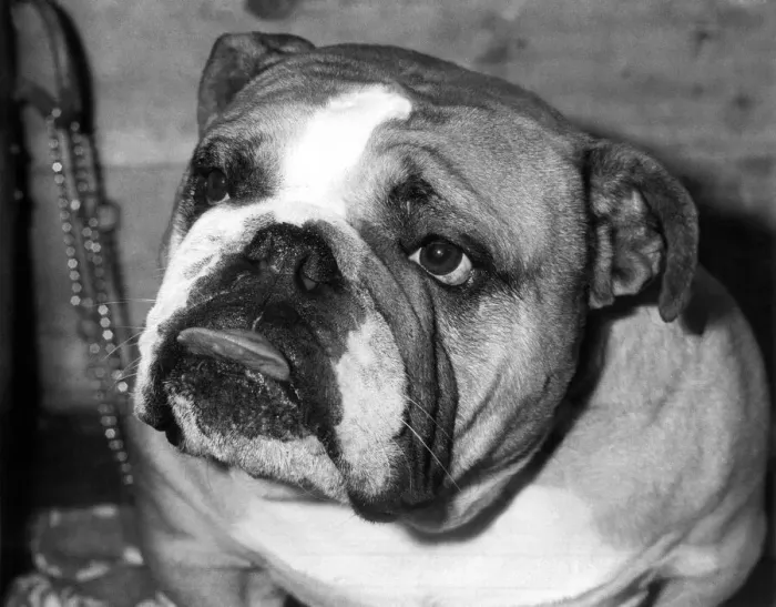 Framed Print : Animals Dogs. 2-year-old Ch. Beechlyn Golden Nuggett of Denbrough the winner in the Open Framed Print : Animals Dogs. 2-year-old Ch. Beechlyn Golden Nuggett of Denbrough the winner in the Open