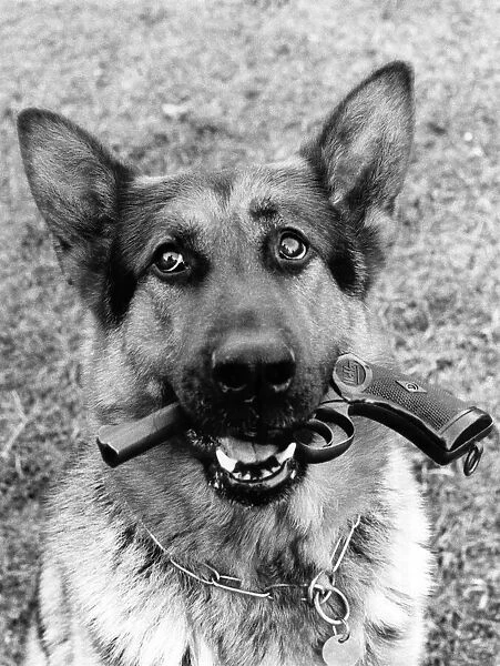 Animals - Dogs - Alsatians. Gun Dog Xian gets his teeth into his work. March 1979 P000596