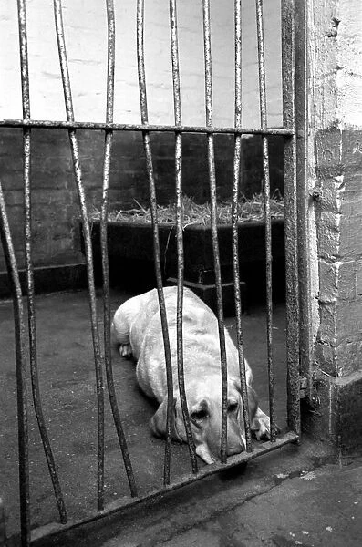 Animals dogs. 'Beauty'the yellow labrador pictured in its quarantine kennels