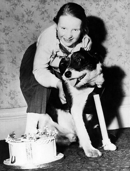 Animals Dogs A birthday hug. Little Barbara with her pet Pippin - and his cake