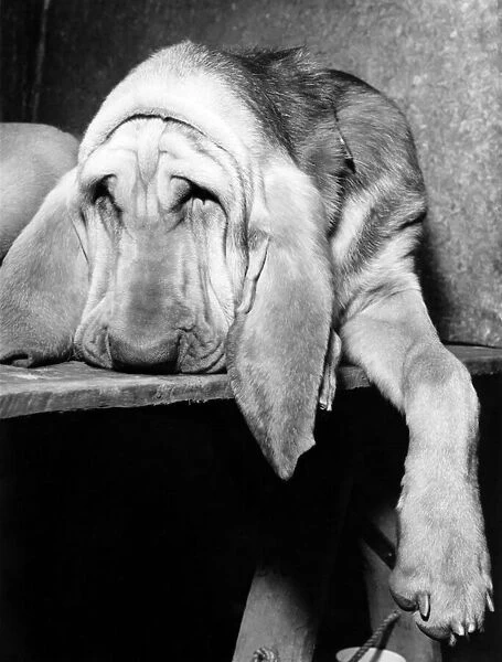 Animals Dogs Bloodhound. November 1964 P000589