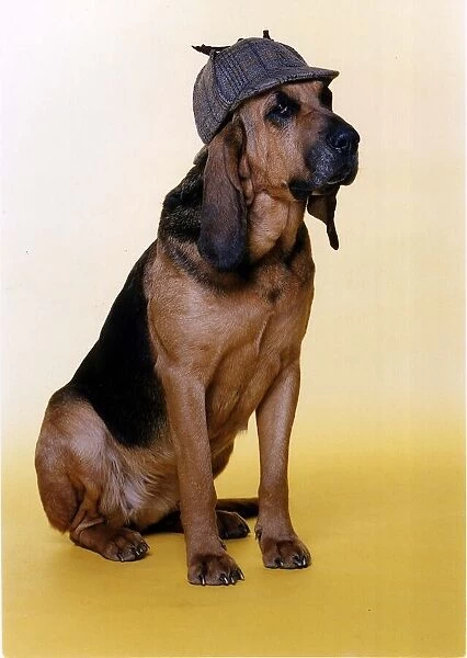 Animals Dogs Bloodhound wears deer stalker hat to impersonate Sherlock Holmes