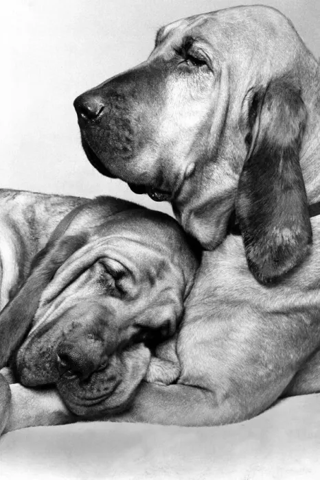 Framed Print : Animals - Dogs Bloodhounds Saint and Henry - Famous TV Commercial Dogs Framed Print : Animals - Dogs Bloodhounds Saint and Henry - Famous TV Commercial Dogs