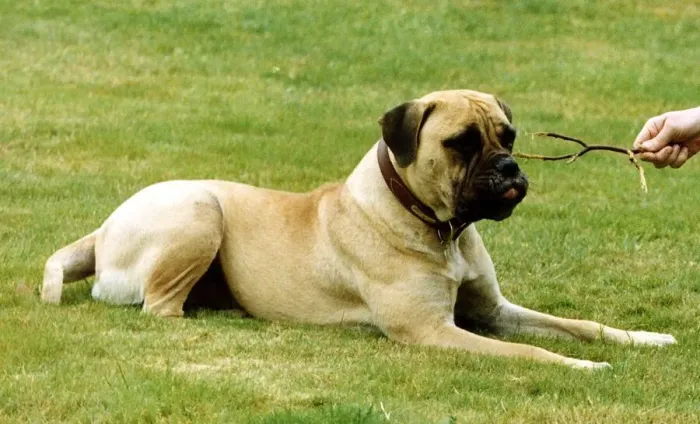 Framed Print : Animals Dogs Bull Mastiff DBase Framed Print : Animals Dogs Bull Mastiff DBase