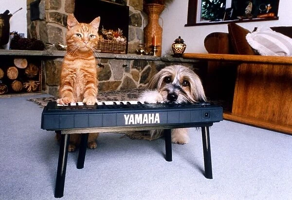 Animals Dogs Celebrity Pets Feature. Jaffa the cat with Pippin the dog playing a keyboard