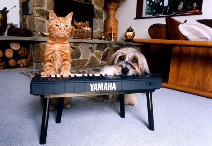 Framed Print : Animals Dogs Celebrity Pets Feature. Jaffa the cat with Pippin the dog playing a keyboard Framed Print : Animals Dogs Celebrity Pets Feature. Jaffa the cat with Pippin the dog playing a keyboard