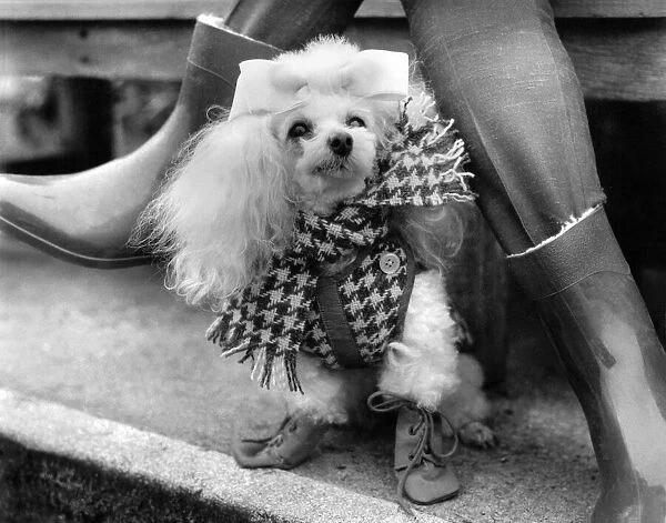 Animals: Dogs: Clothing. Little dog wears bow, scarf and tiny laced up boots