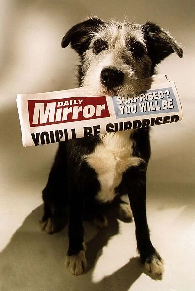 Animals Dogs Daily Mirror
