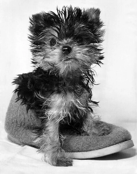 Animals: Dogs: Daisy Belle, Betty TayIs miniature Yorkshire terrier