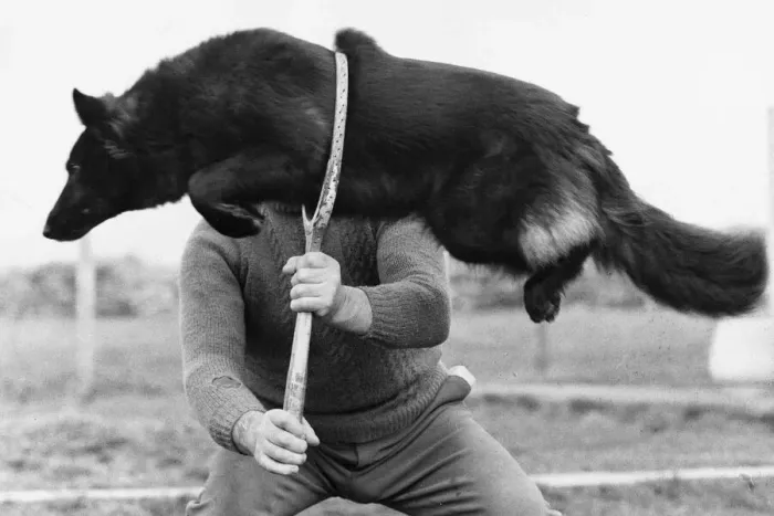 Framed Print : Animals - Dogs A dog skilfully jumps through a hoop Framed Print : Animals - Dogs A dog skilfully jumps through a hoop