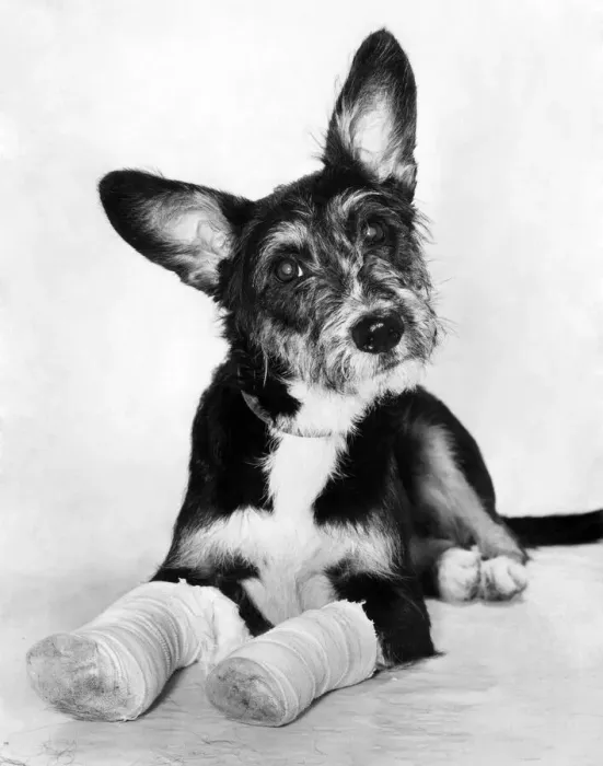 Framed Print : Animals: Dogs: Dominic'the 9-month-old pup who was abandoned in South London Framed Print : Animals: Dogs: Dominic'the 9-month-old pup who was abandoned in South London