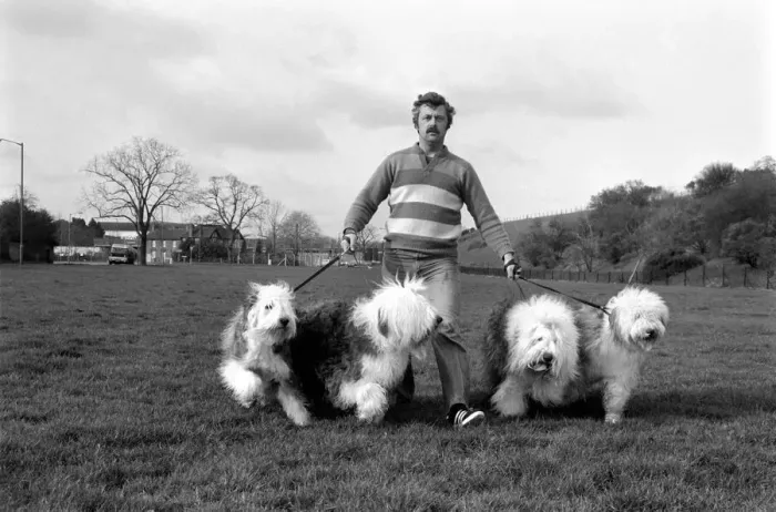Framed Print : Animals. Dogs: Duke'the Dulux dog has 3 understudies they are Tania