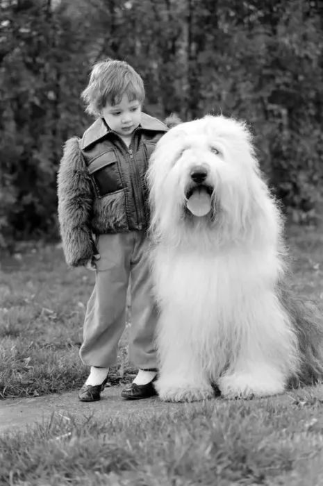 Framed Print : Animals. Dogs: Duke'the Dulux dog has 3 understudies they are Tania Framed Print : Animals. Dogs: Duke'the Dulux dog has 3 understudies they are Tania