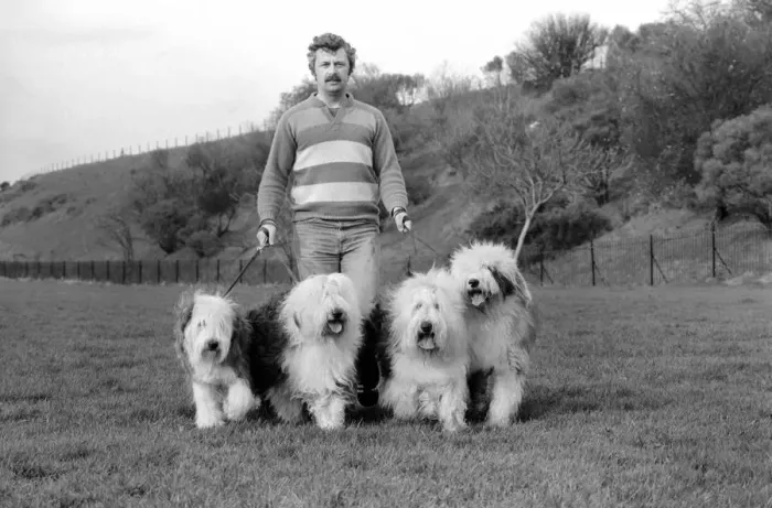 Framed Print : Animals. Dogs: Duke'the Dulux dog has 3 understudies they are Tania Framed Print : Animals. Dogs: Duke'the Dulux dog has 3 understudies they are Tania