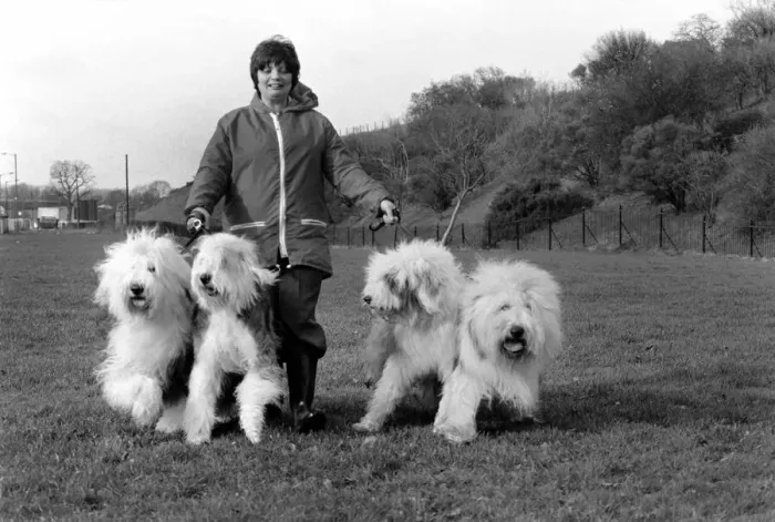 Framed Print : Animals. Dogs: Duke'the Dulux dog has 3 understudies they are Tania Framed Print : Animals. Dogs: Duke'the Dulux dog has 3 understudies they are Tania