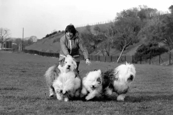 Framed Print : Animals. Dogs: Duke'the Dulux dog has 3 understudies they are Tania