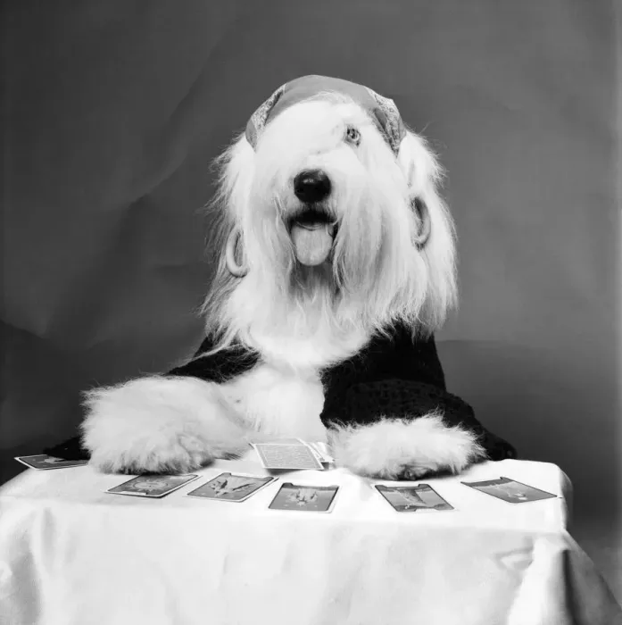 Framed Print : Animals: Dogs: Duke'the Dulux Dog is another household name