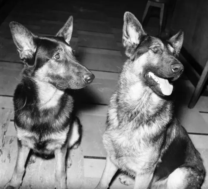 Framed Print : Animals: Dogs eat 45 wedding breakfasts. Rebel and Major pictured today at their home in Framed Print : Animals: Dogs eat 45 wedding breakfasts. Rebel and Major pictured today at their home in