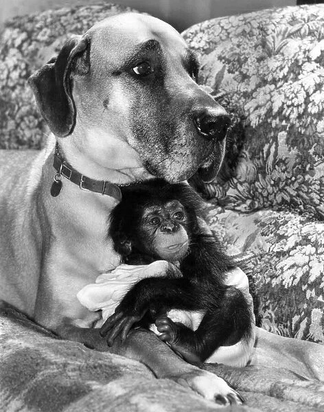 Animals Dogs Friendship: This baby Chimp was neglected by it
