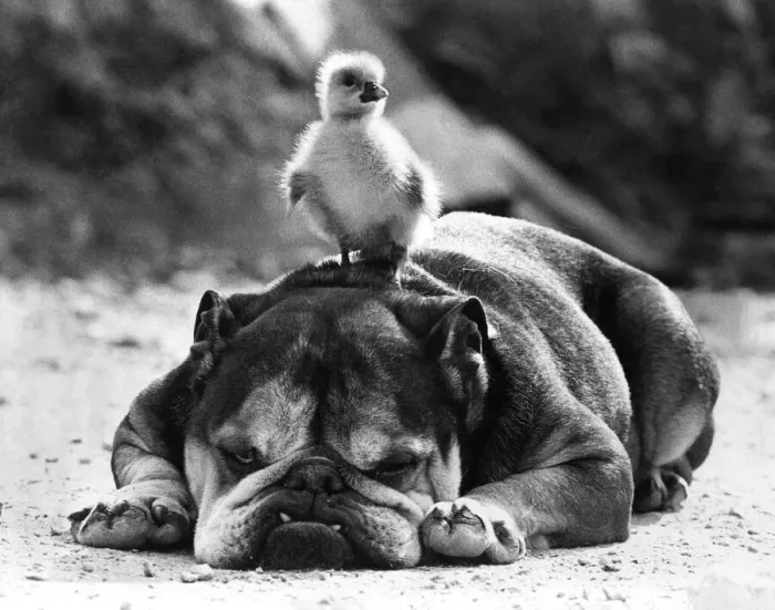 Framed Print : Animals Dogs Friendship: Bulldog Vesta may look as stern as John Bull Framed Print : Animals Dogs Friendship: Bulldog Vesta may look as stern as John Bull