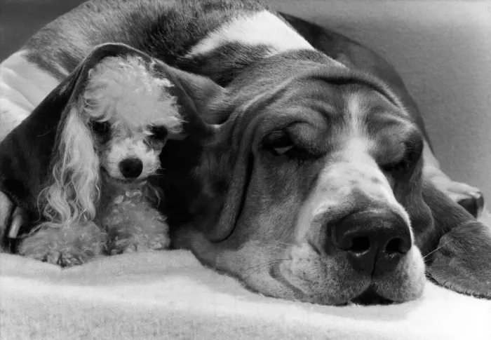 Framed Print : Animals - Dogs Friendship. Emma the poodle snuggles under the ear of Hamlet
