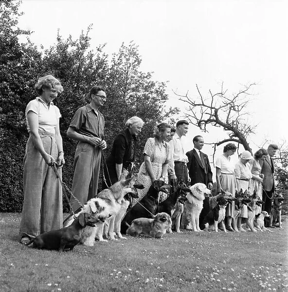 Animals. Dogs going through obedience tests at Tunbridge Wells. July 1953 D3416