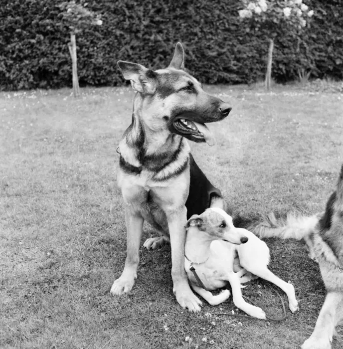 Framed Print : Animals. Dogs going through obedience tests at Tunbridge Wells. July 1953 D3416-001