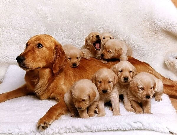 Animals Dogs A golden retriever bitch and her puppies Dbase